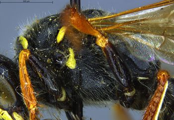 Media type: image;   Entomology 13760 Aspect: thorax lateral